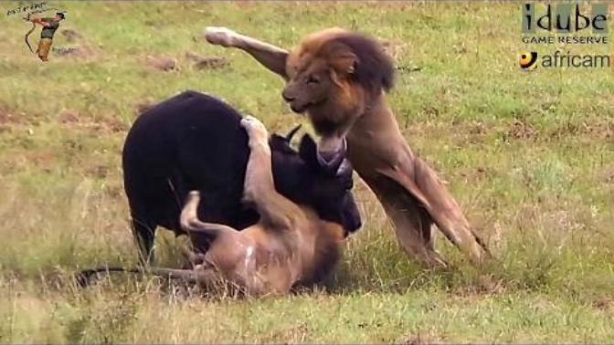 Nature shows no mercy: Buffalo just finished giving birth and has no idea her and her baby are about to be eaten. Reaction?
