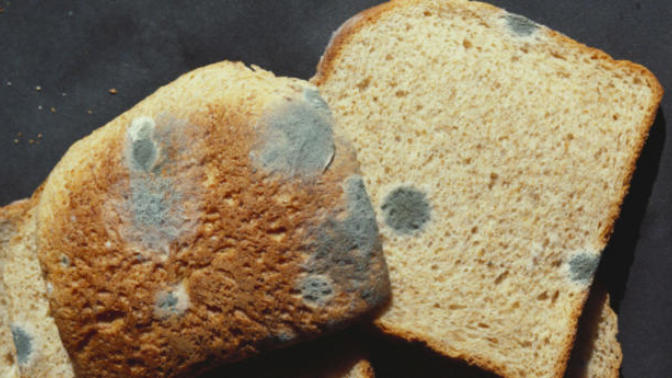 I ate some moldy bread by accident, will I die?