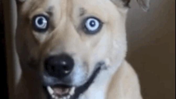 Dog owner, what would you do if your dog kept staring into your eyes like this?