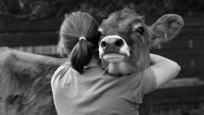 Question for my fellow vegans, when did you become vegan and why?