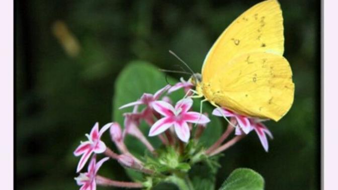 Dreaming of a yellow butterfly?
