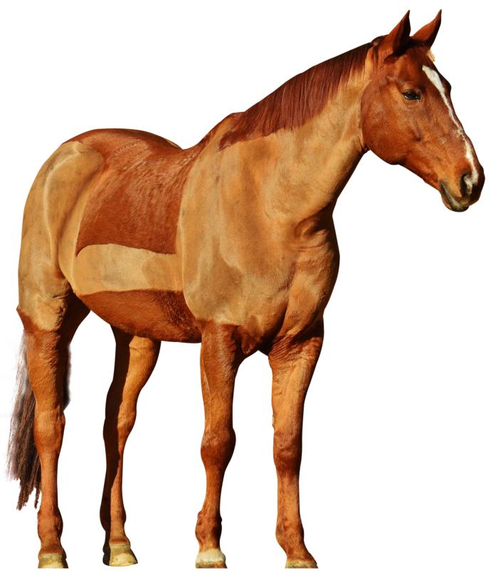 Is horseback riding animal abuse?