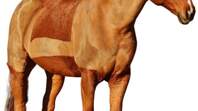 Is horseback riding animal abuse?