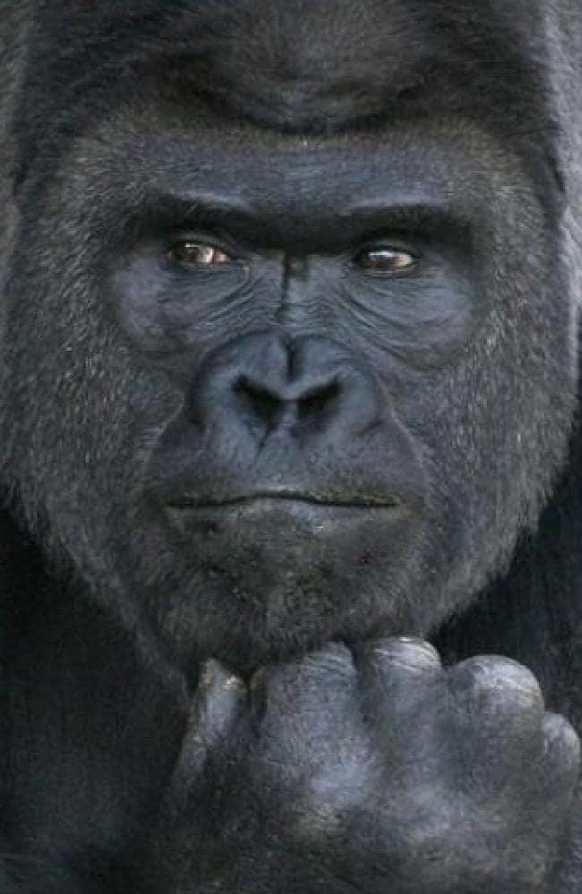 Girls, would you rather have sex with a handsome gorilla or an ugly guy?