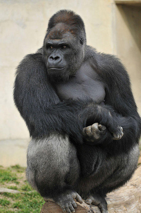 Girls, would you rather have sex with a handsome gorilla or an ugly guy?