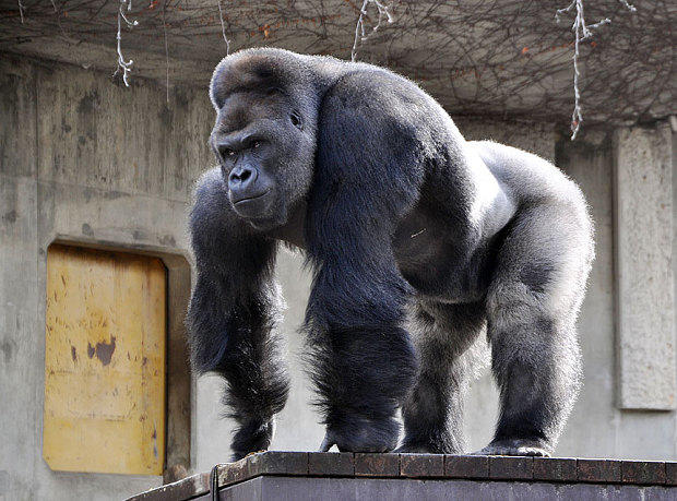 Girls, would you rather have sex with a handsome gorilla or an ugly guy?