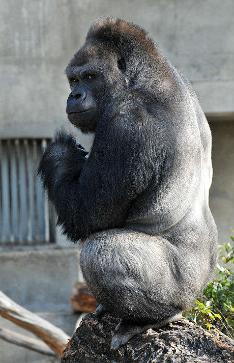 Girls, would you rather have sex with a handsome gorilla or an ugly guy?