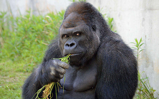 Girls, would you rather have sex with a handsome gorilla or an ugly guy?