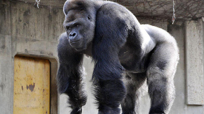 Girls, would you rather have sex with a handsome gorilla or an ugly guy?