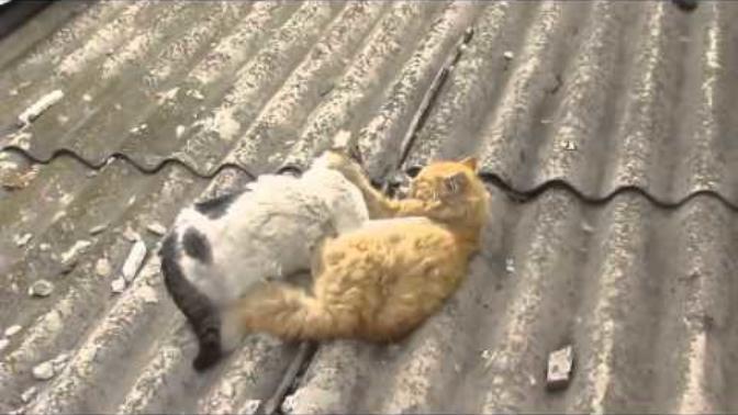 Do you find cat (animal) fights hilarious?