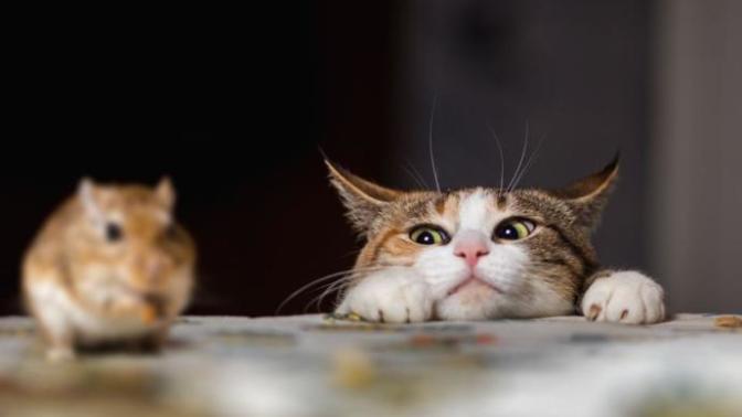 Cat owners, how often does your cat bring in critters? Are they usually dead or alive?
