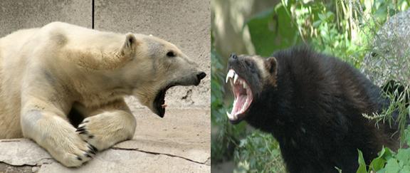 If you HAD to be afflicted with the curse of Lycanthropy which were-animal would you want to be cursed with?