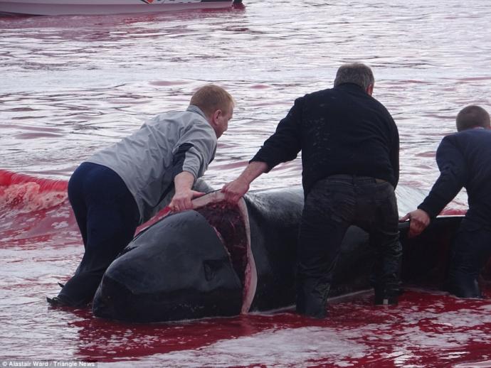 Feeding their families.