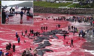 Poor communities dependant on whale meat.