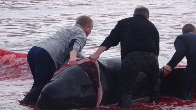 Do you think liberals should shut up about isolated native people's hunting whales so they may survive the winter?