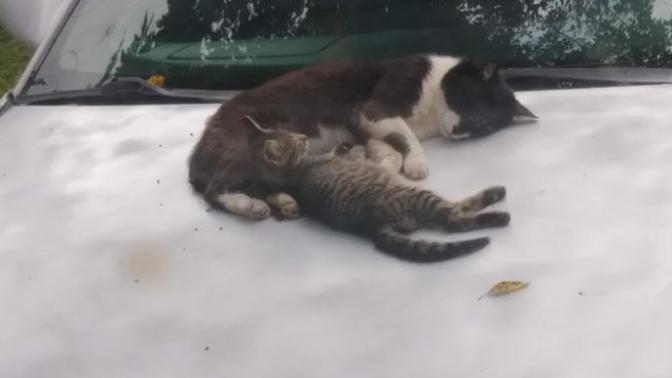 I'm a dog person but I want to know is this normal?