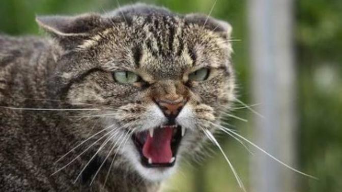 A cat attacked my baby on our morning walk should I report the pussy as being a dangerous animal?