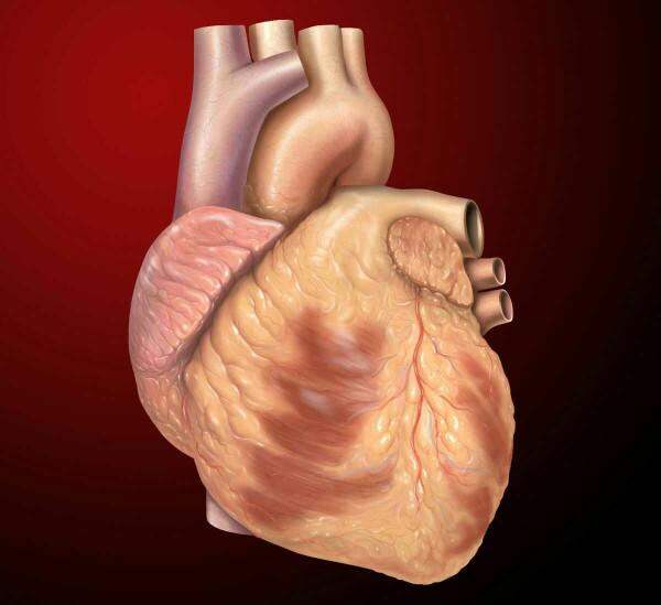 Have you ever eaten goat heart?