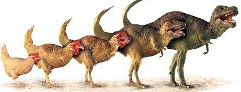Is a chicken technically a dinosaur?