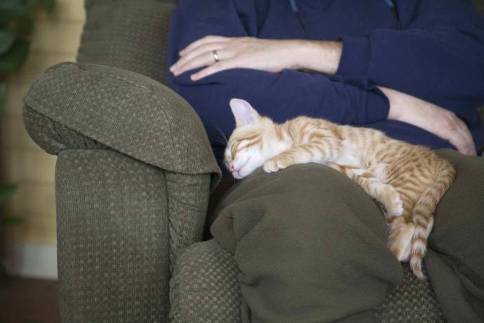 To cat owners, does your cat ever like to use your lap as his/her bed?