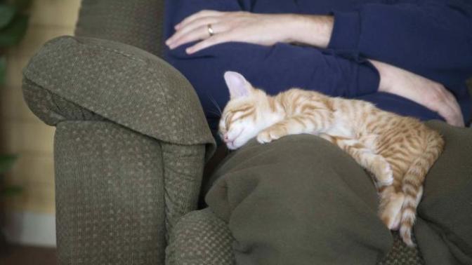 To cat owners, does your cat ever like to use your lap as his/her bed?