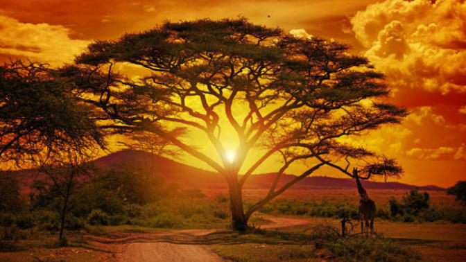 Which country in Africa would you most like to visit and why?