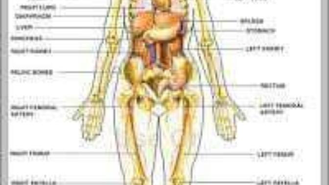 If you could change 1 part of the human body what would you change?