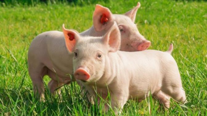 We are getting closer to human cloning - Do you think it is ethical to clone animals/ humans? What are your thoughts on this topic?