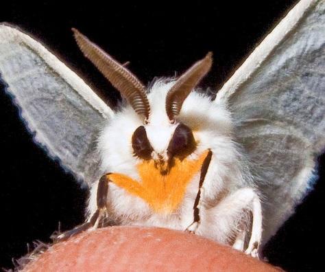 Are moths evil?