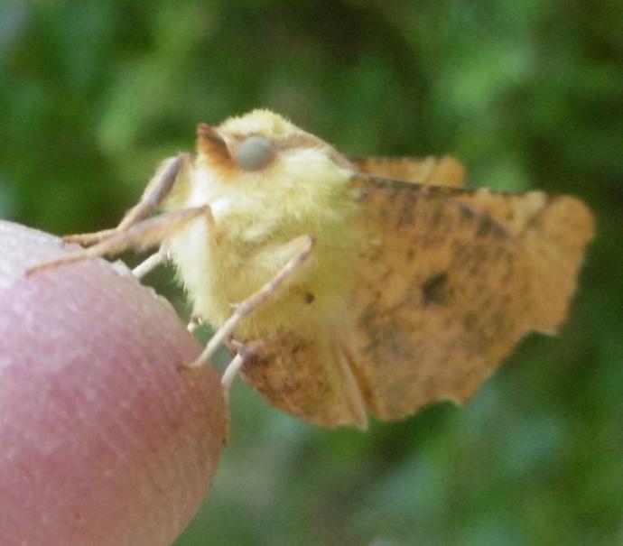 Are moths evil?