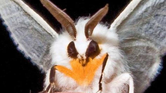 Are moths evil?