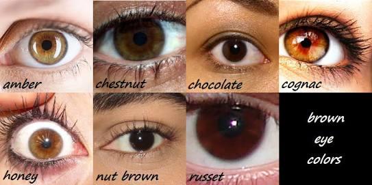 Which shade of brown are my eyes?