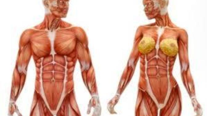 Which gender has more aesthetic bodies?