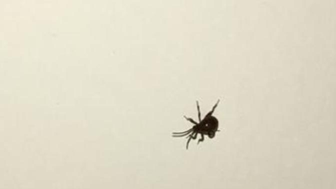 Is this a tick? I’m freaking out help ?
