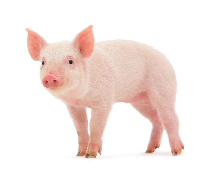 Opinions on pigging?
