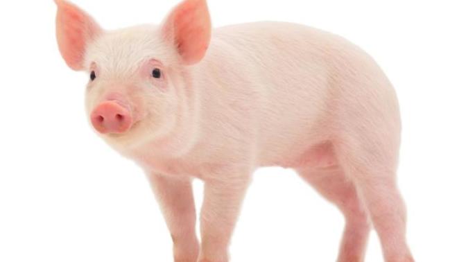 Opinions on pigging?