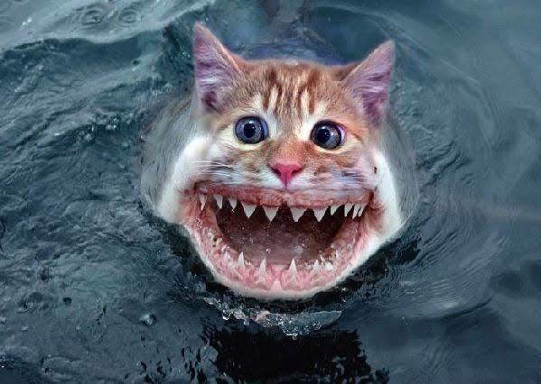 Do I look like a catfish?