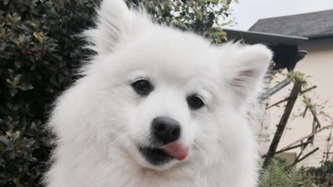 Do you have pets?
