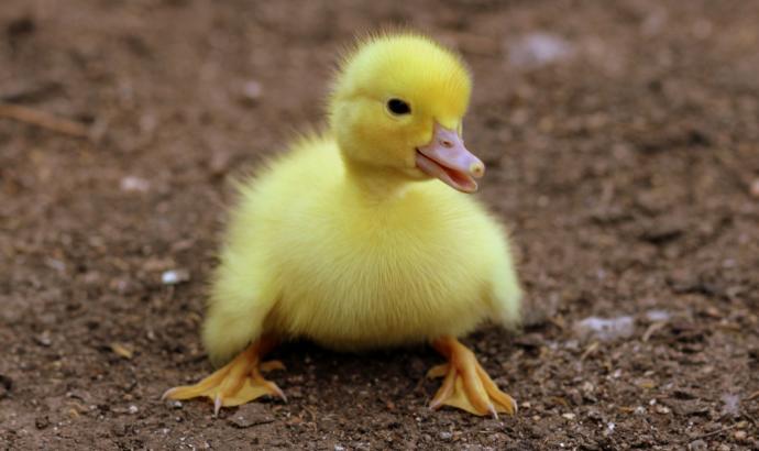 Would you date someone who didn't like animals?
