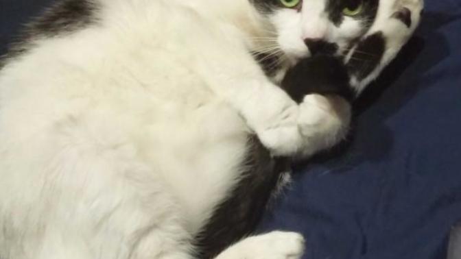 What do your pets look like?