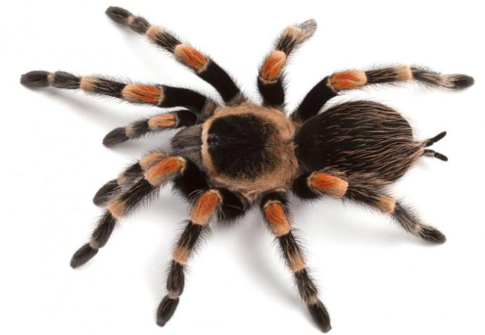 What phobia do you have?