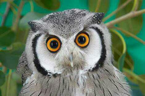 HEAR ME!!! I've been sent to save your souls. Will you follow the true religion? (Owlism)?