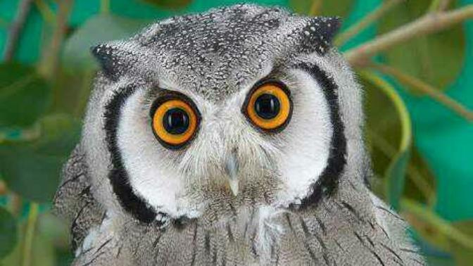 HEAR ME!!! I've been sent to save your souls. Will you follow the true religion? (Owlism)?