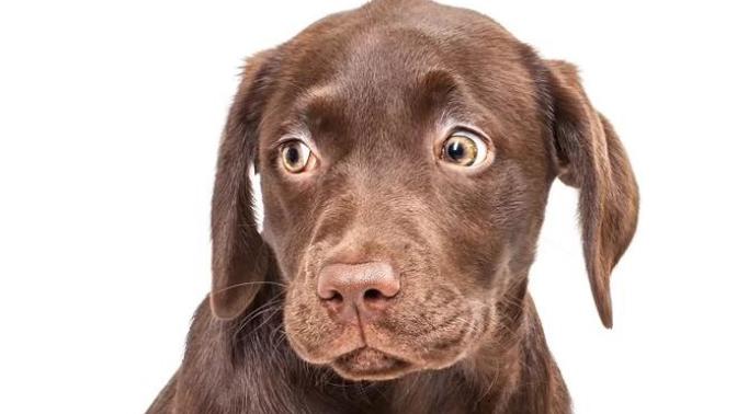 Can someone explain me more about how it came to be that chinese are eating dogs?