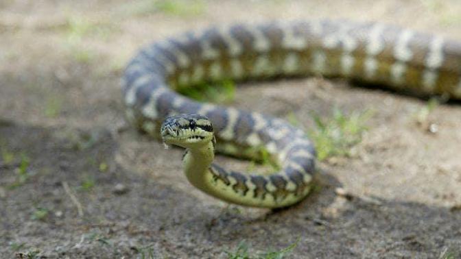 Would you feel bad about hurting a snake that just wanted to hug your 2 yr old daughter?