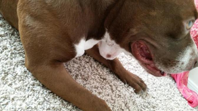 My poor dog's neck looks like a ball sack! What happened to her?