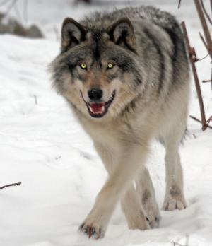 Ladies are you attracted to the lone wolf kinda man or perfer more the social kinda guy?