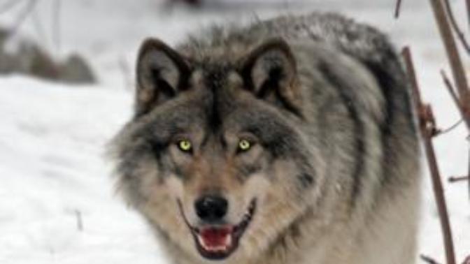 Ladies are you attracted to the lone wolf kinda man or perfer more the social kinda guy?