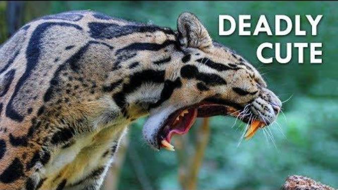 Guess this animal my version, it's clouded leopard?