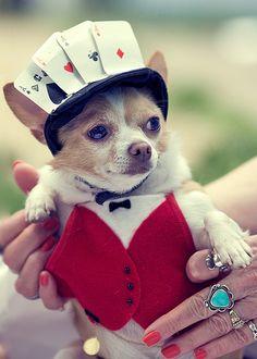 Do you believe that dogs should be allowed in pubs and restaurants?